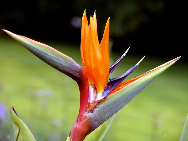 Strelitzia Reginae Tropikal Bitki Çiçeği — Stok fotoğraf
