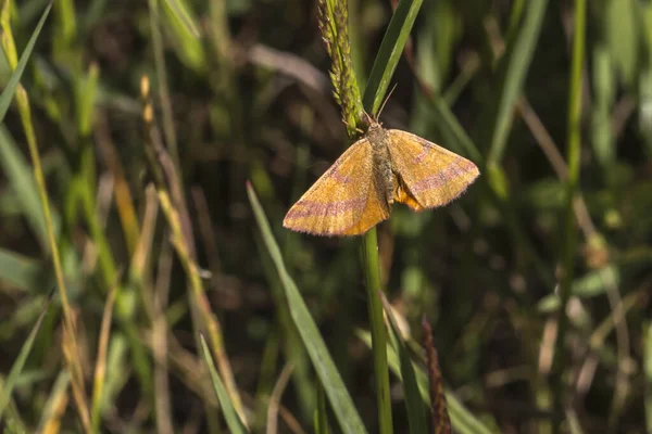 Dock Magenta Sits Blade Grass — Stock Photo, Image