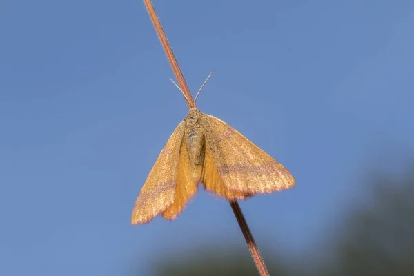 Dock Magenta Zit Een Grassprietje — Stockfoto