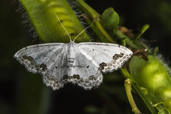 Ein Schmuckminiser Auf Dem Grashalm — Stockfoto