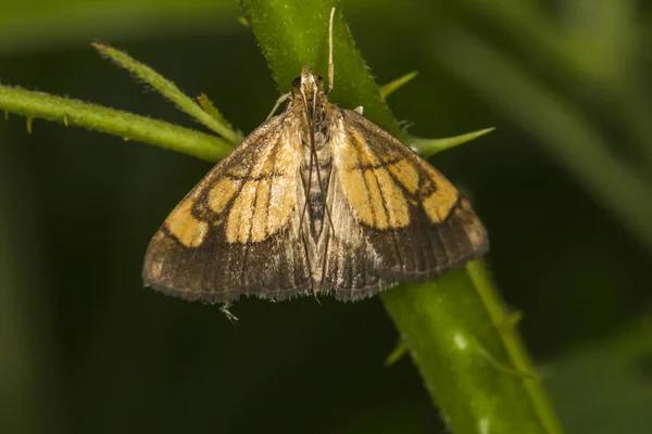 Evergestis Limbata Nella Supervisione — Foto Stock