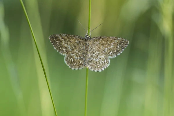 Mramorovaný Kleinspanner Sedí Stéblu Trávy — Stock fotografie