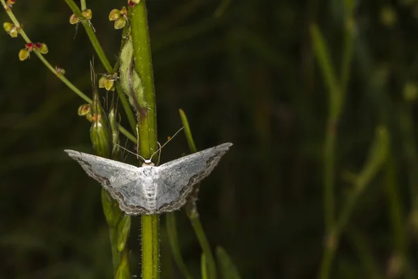 Een Juwelier Het Grassprietje — Stockfoto