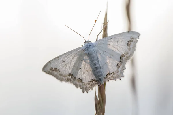 Ein Schmuckminiser Auf Dem Grashalm — Stockfoto