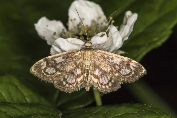 Barrendero Saúco Chupa Una Flor Blanca — Foto de Stock