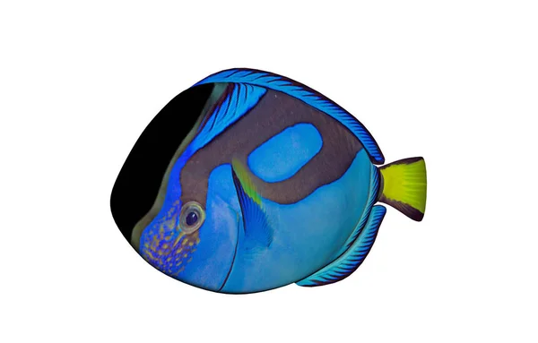 Tropikal Balıklar Sualtı Faunası — Stok fotoğraf