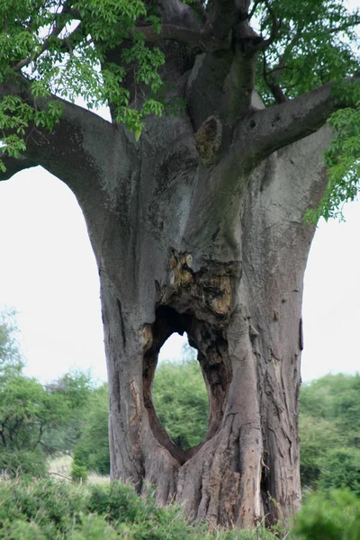 アフリカのサバンナ夏 Pictrures 野生のサファリ タンザニア ルワンダ ボツワナ ケニア — ストック写真
