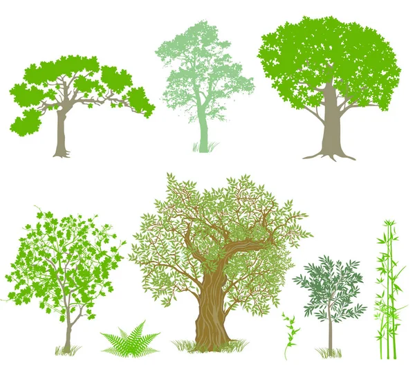 Decorative Deciduous Trees Illustration — Stock Photo, Image