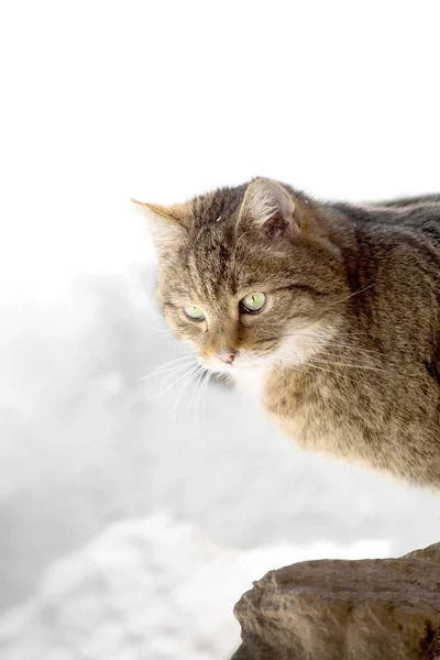 Cat Looks Curiously Corner — Stock Photo, Image