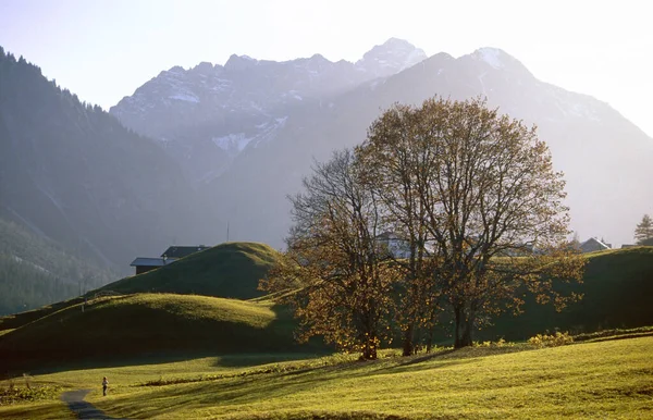 Árbol Otoño Las Montañas Austriacas — Foto de Stock
