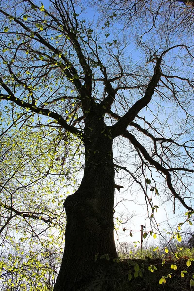 Parktaki Ağaç — Stok fotoğraf