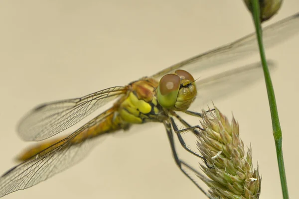 Vista Macro Primer Plano Del Insecto Libélula — Foto de Stock