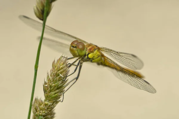 Vista Macro Primer Plano Del Insecto Libélula — Foto de Stock