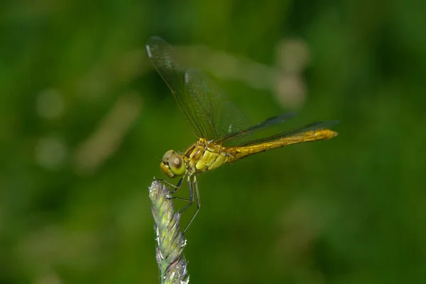 Detailní Makro Pohled Hmyz Vážky — Stock fotografie