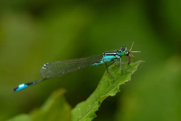 Fly Dragonfly Insect Odonata Fauna — Stock Photo, Image