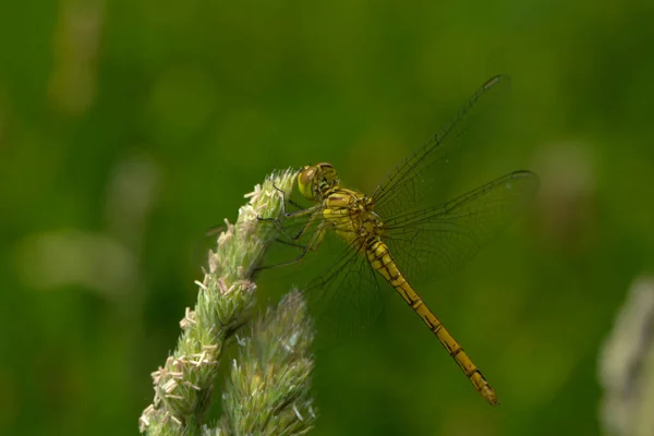 Vue Macro Rapprochée Insecte Libellule — Photo