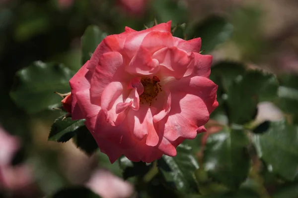 Rosa Rosas Como Fundo Espaço Cópia — Fotografia de Stock