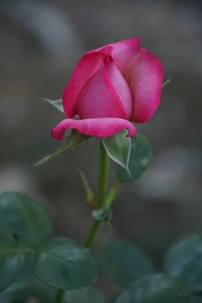 紫色玫瑰花瓣 — 图库照片