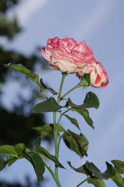 Merveilleuses Fleurs Roses Rouges — Photo