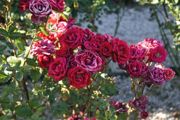 Pétalos Rosa Púrpura Flora —  Fotos de Stock