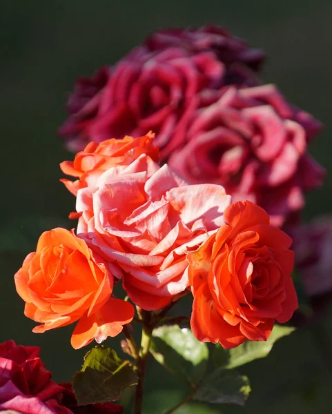 Υπέροχα Άνθη Κόκκινων Τριαντάφυλλων — Φωτογραφία Αρχείου