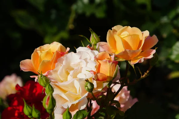 Pétalos Flor Rosa Belleza Flora — Foto de Stock