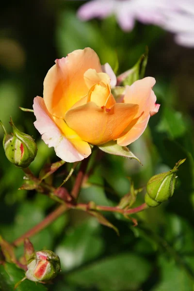 Pétalos Flor Rosa Belleza Flora — Foto de Stock