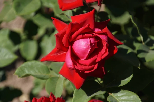 美丽的红玫瑰花 — 图库照片