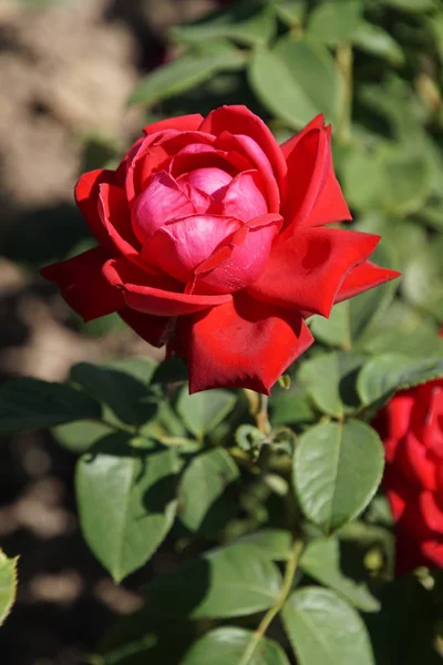 Maravillosas Flores Rosas Rojas — Foto de Stock