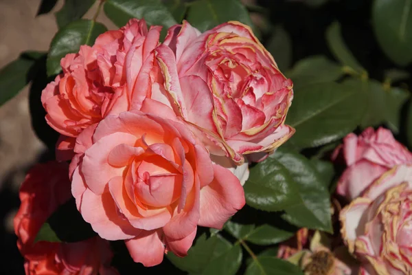Růžové Růže Jako Pozadí Kopírovat Prostor — Stock fotografie