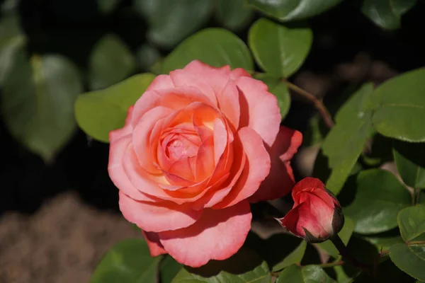 Maravillosas Flores Rosas Rojas — Foto de Stock