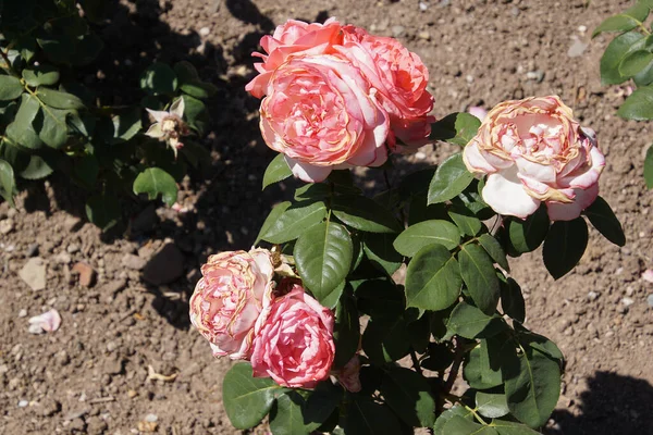 Růžové Růže Jako Pozadí Kopírovat Prostor — Stock fotografie