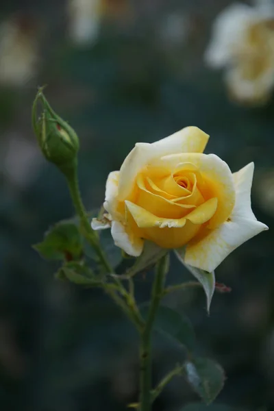 Prachtvolle Gelbe Rosenblüte — Stockfoto