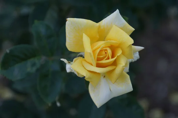 Prachtvolle Gelbe Rosenblüte — Stockfoto