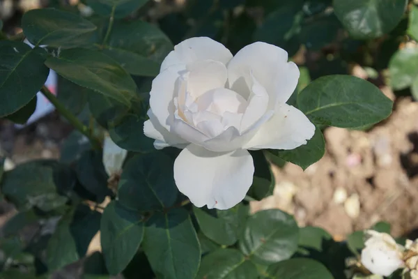 白いバラの花びら — ストック写真