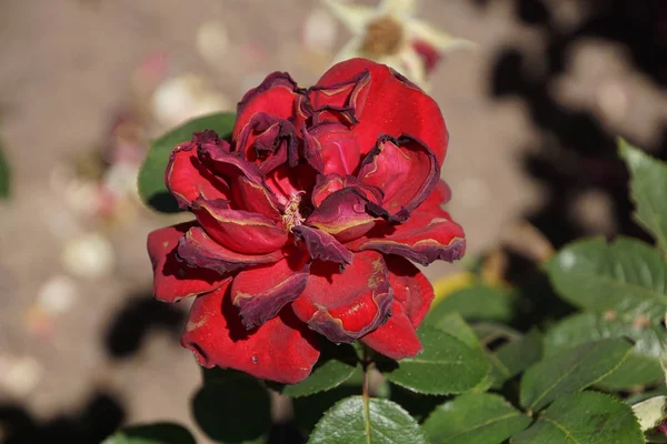 Rose Flower Petals Flora Beauty — Stock Photo, Image