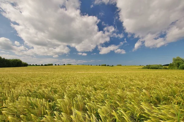 Campo Grano Cerca Wohlenberger Wiek Boltenhagen Costa Del Mar Báltico — Foto de Stock