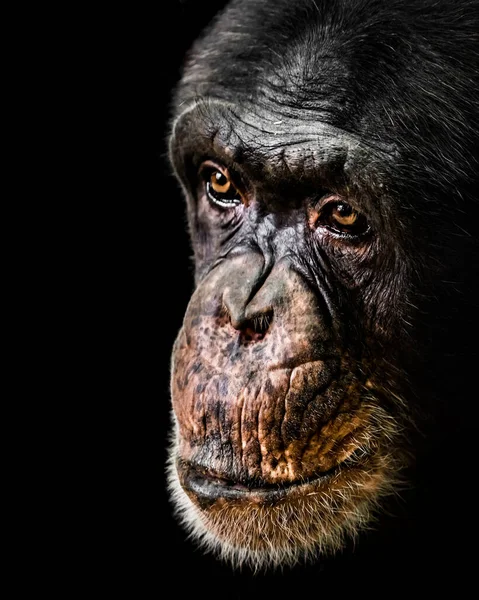 Retrato Chimpanzé Contra Fundo Preto — Fotografia de Stock