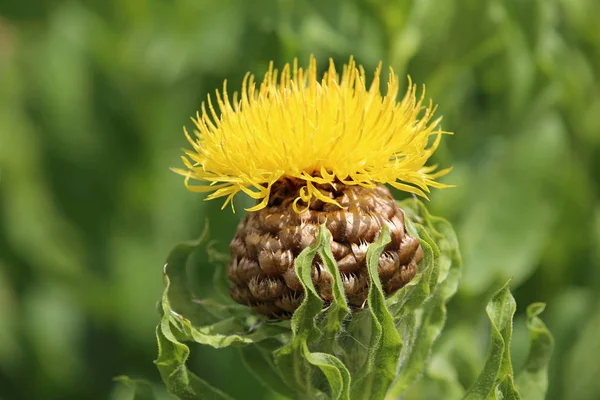 Nagyfejű Knapweed Vagy Óriás Knapweed Centaurea Macrocephala — Stock Fotó