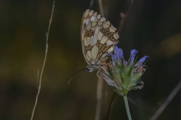 Lavanta Çiçeğinin Üzerindeki Damalı Kelebek — Stok fotoğraf