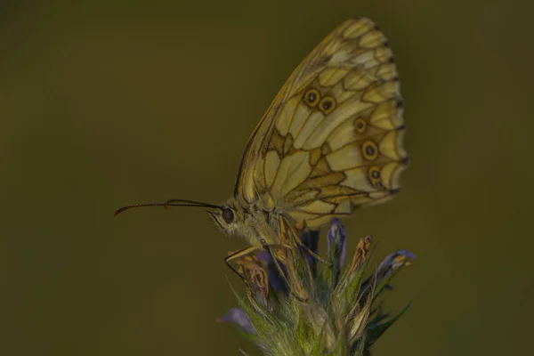 Dambord Vlinder Een Lavendel Bloesem — Stockfoto