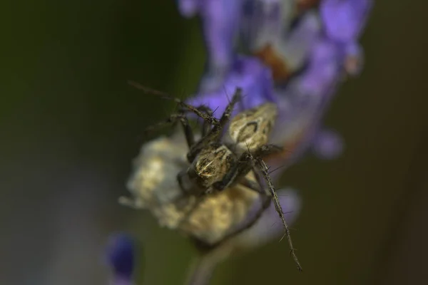 Αράχνη Κυνηγά Κουκούλι Της — Φωτογραφία Αρχείου