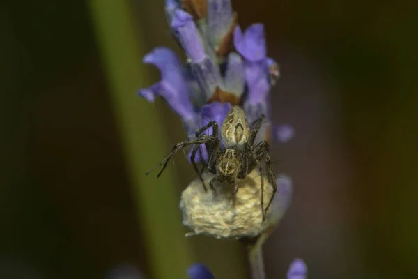 Chasse Araignée Gardes Son Cocon — Photo