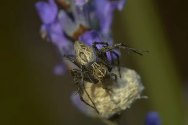 Полювання Павука Охороняє Кокон — стокове фото