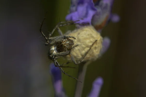 Hunt Spider Guards Her Cocoon — Stock Photo, Image