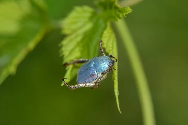 Hoplia Coerulea Blue Beetle — Stock Photo, Image