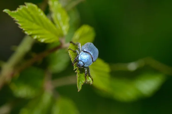 Scarabée Bleu Insecte — Photo