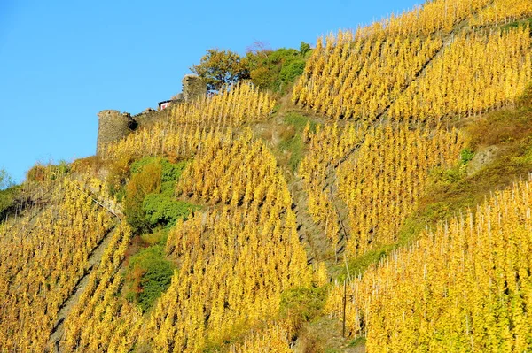 Agricultura Rural Paisaje Viñedos Con Plantas Árboles — Foto de Stock