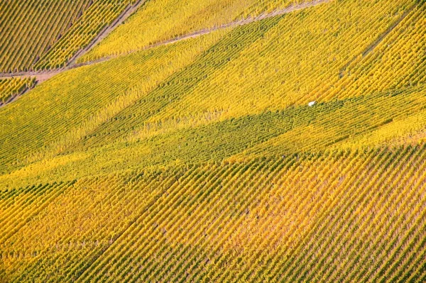 Landwirtschaft Auf Dem Land Weinberglandschaft Mit Pflanzen Und Bäumen — Stockfoto