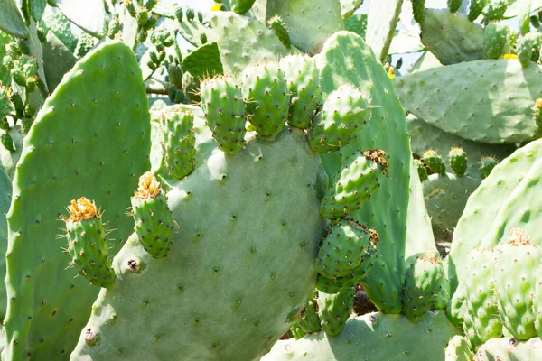Trópusi Egzotikus Növényi Kaktusz — Stock Fotó